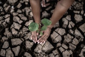Two hands are planting trees and dry and cracked soil in global